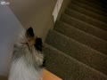 決死の覚悟で階段を降りる犬