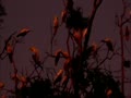 Cockatoo colony