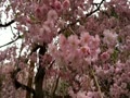 大宮公園のしだれ桜